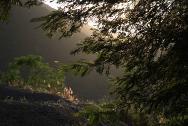 Ormanın güzel manzarası