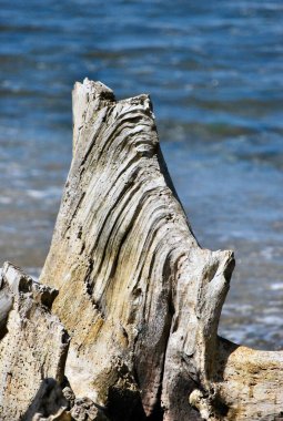 Kıyıdaki güzel bir sandığın yakın çekimi.