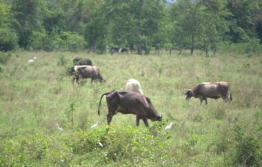 Ormandaki çayırdaki inekler