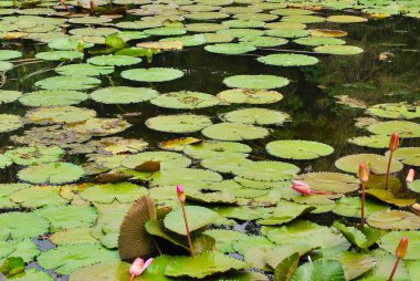 Gölün güzel Nilüfer çiçeği.