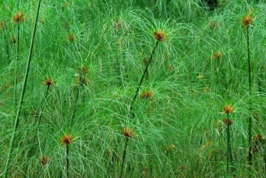 Ormanda yeşil çimenler