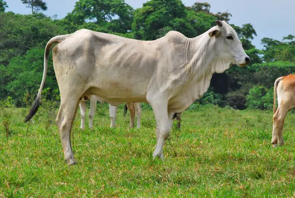 stock image cow in the countryside