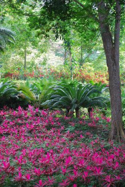 Bahçedeki güzel kırmızı çiçekler