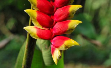 Güzel botanik fotoğrafı, doğal duvar kağıdı.