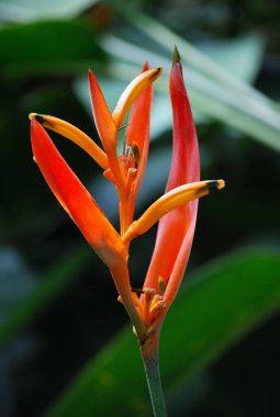 Güzel çiçeğe yaklaş.