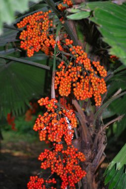 Bir ağacın dalında kırmızı meyveler
