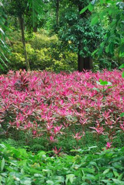 Bahçedeki güzel çiçekler