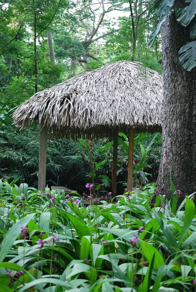 Bahçedeki bambu ağacı