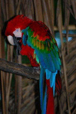 Bir papağana yaklaş.