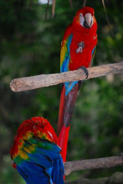 Hayvanat bahçesindeki papağan