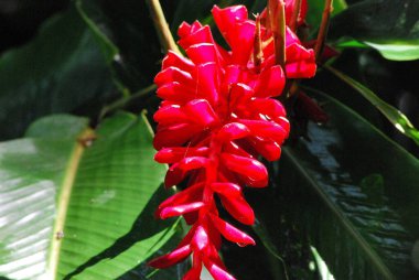 Bahçede kırmızı ve yeşil çiçek