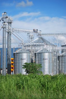 Brezilya Mısır tarlasında