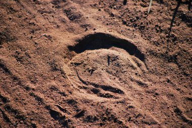 Toprağın yüzeyinde bir atın ayak izleri var.