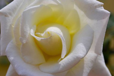 Beyaz gül çiçeği. Yaklaş.