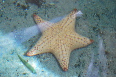 Deniz yıldızı Kızıl Deniz sahillerinde.