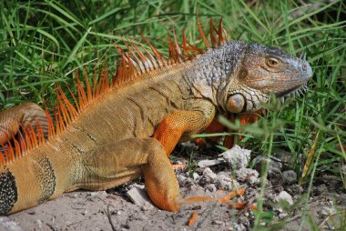 Ormanın içinde iguana