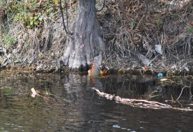 Parktaki güzel bir orman manzarası.