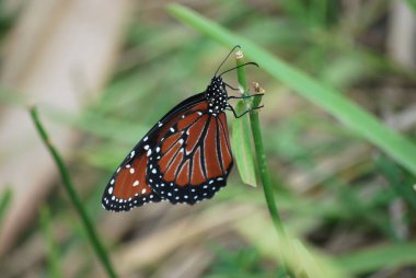 Bir bitkinin üzerindeki kırmızı kelebek