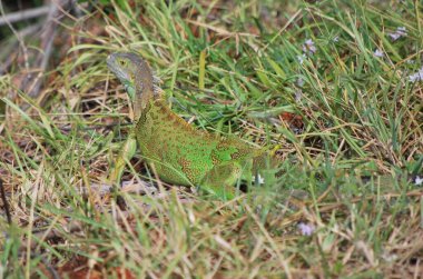 Ormanda yeşil iguana