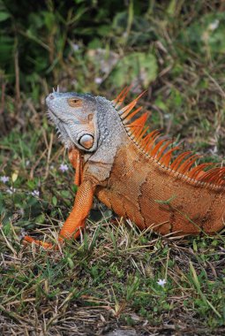 Hayvanat bahçesindeki kırmızı ejderha, Costa rica