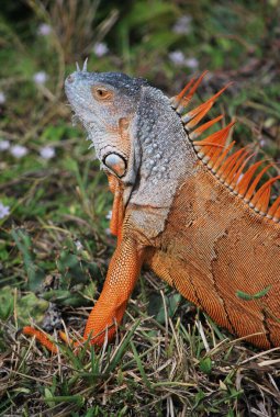iguana Hayvanat Bahçesi