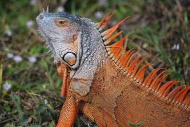 İguana hayvanı, tropikal fauna