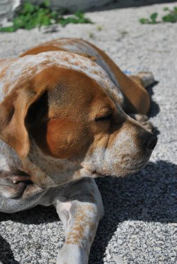 Köpek yerde yatıyor.