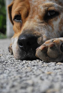 Şirin bir köpeğin portresi.