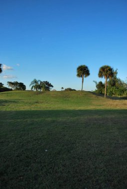 Ağaçları ve bitkileri olan yeşil alan