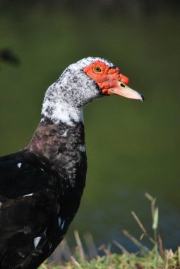 Bir dalda bir kuş oturuyor