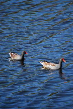 Gölde bir ördek sürüsü
