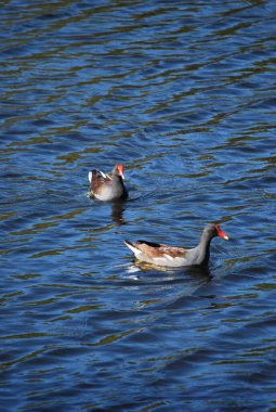Ördekler suda yüzüyor.
