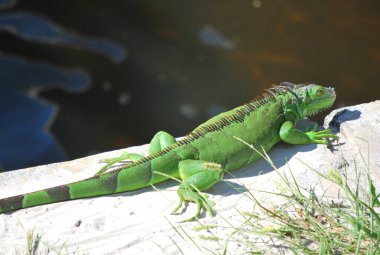 Doğadaki iguana