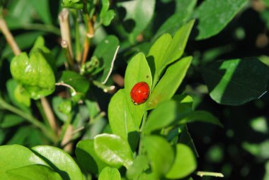 Yeşil yapraklı kırmızı ve beyaz uğur böceğinin yakın plan fotoğrafı.
