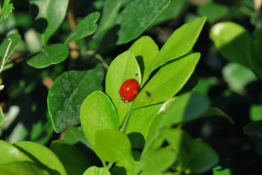 Ağaçtaki kırmızı meyveler