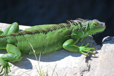İguana, iguana, iguana, tropik kertenkele, kertenkele