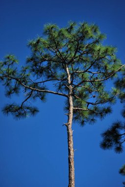 Doğanın güzel manzarası