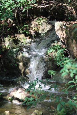 Ormanda güzel bir şelale