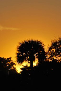 Florida 'da gün batımında palmiye ağacı silueti