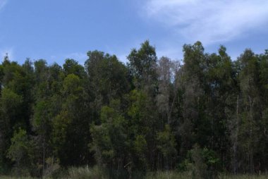 Parktaki yeşil orman