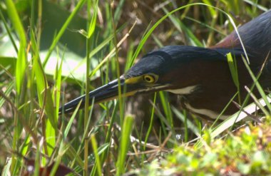 Ormandaki siyah balıkçıl balığının yakın plan fotoğrafı.