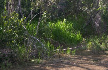 Ormanda yeşil çimenler