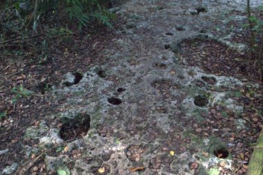 Ormanın güzel manzarası