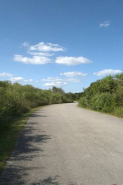 Ormandaki boş toprak yol.