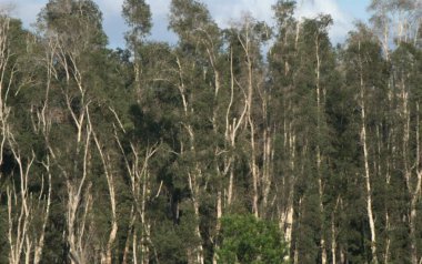 Ormanın güzel manzarası