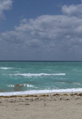 Kuzey sahilindeki martılar.