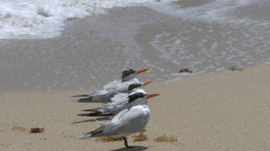 Kuzey sahilindeki martılar.