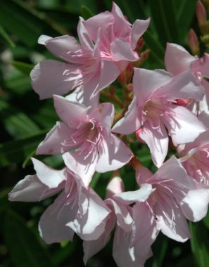 Bahçedeki güzel çiçekler