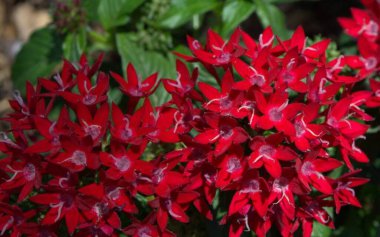 Yeşil yapraklı kırmızı çiçekler