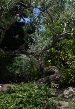 Yeşil yapraklı bir ağacın dikey görüntüsü ve bahçede bulanık bir arkaplan.